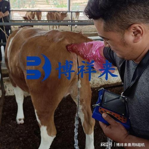 母牛妊娠1个月特征|子宫|空角|卵泡_网易订阅