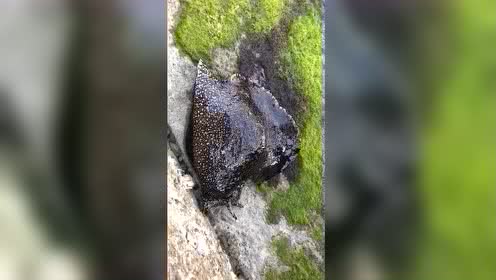 第一次见到海蜗牛,竟然这么大一只,能卖多少钱