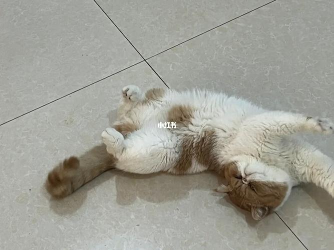 拥有一只耍赖打滚的猫咪是一种什么感受_猫咪_宠物_猫