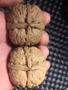 粗筋四棱铁核桃