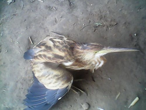 长嘴长脖子的鸟?