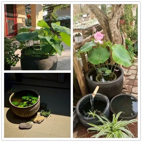 包邮家用 睡莲盆 罐水无釉养乌龟鱼缸庭院 荷花缸土陶