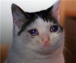 小猫伤心的头像