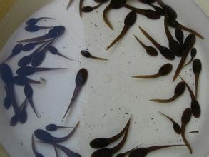 供应批发优质小蝌蚪