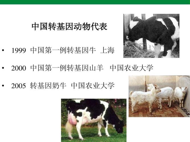 转基因食品发展及食用安全评价ppt