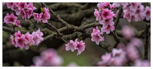 三月,桃花 樱花 杏花.
