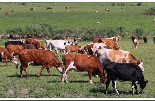 呼伦贝尔草原牧牛图_一路向北 11>