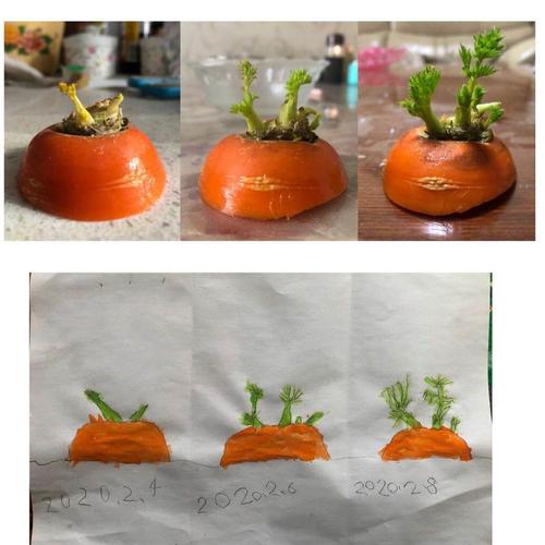 各种种子(花生,绿豆,黑豆,黄豆等)和各种蔬菜(大蒜,土豆,胡萝卜头