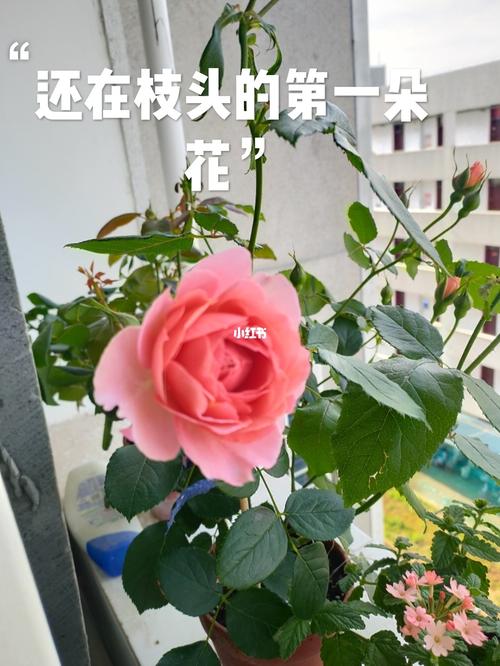 日系阳台月季"茜"_阳台_日系_月季_鲜花_花盆_akane怎么样_鲜花分享