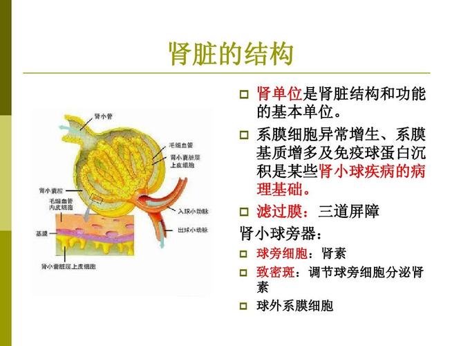 滤过膜:三道屏障 肾小球旁器:         球旁细胞:肾素 致密斑:调节