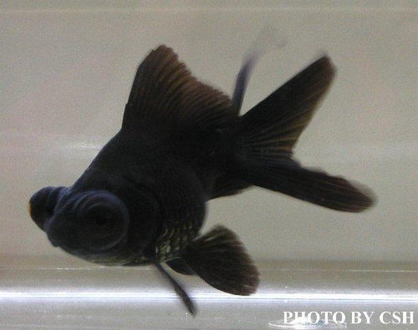 黑牡丹鱼应该吃什么东西