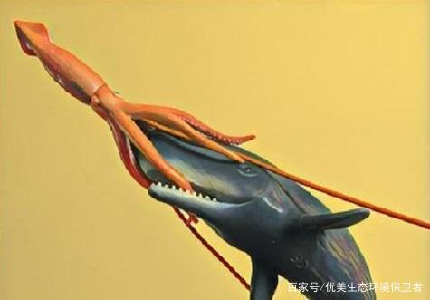 抹香鲸为什么那么喜欢对付大王乌贼?