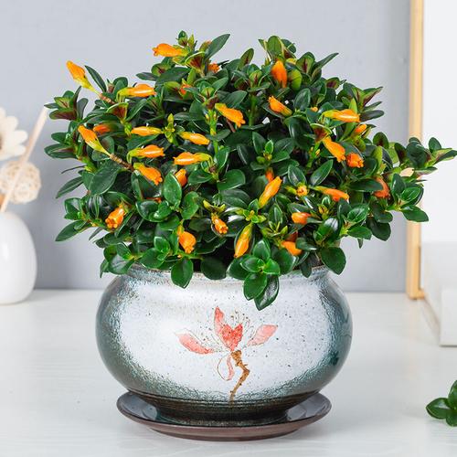 招财金鱼花吊兰多肉植物室内客厅阳台花卉盆栽发财树苗四季好养