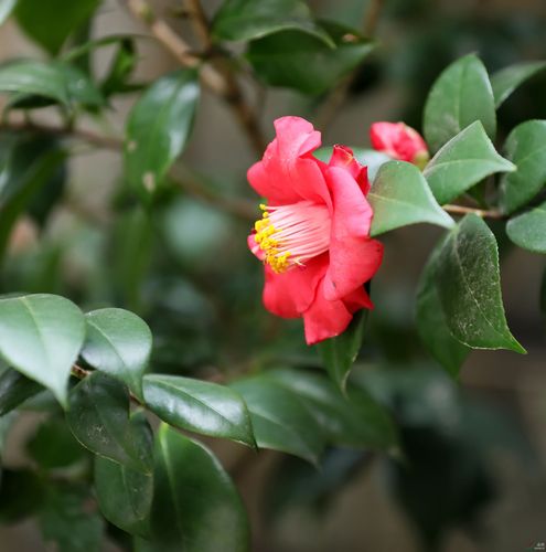 茶花