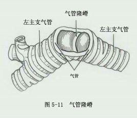 气管隆嵴