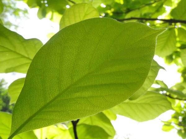 或许是为了将其随意美的风格进行到底,紫玉兰的树叶也不是规规矩矩的