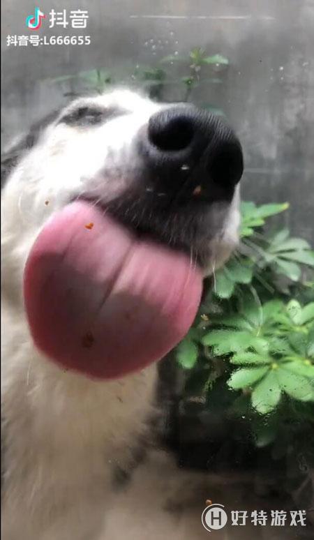 抖音狗舔屏高清动态壁纸