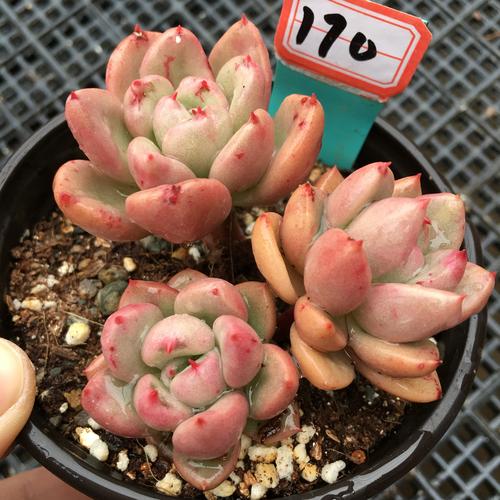 多肉植物奶油鳄梨大额优惠券