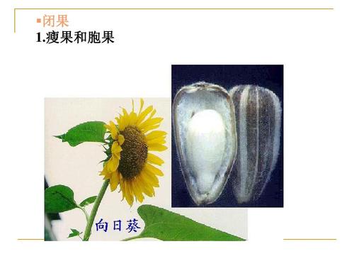 理学 果实的类型ppt  第14页 (共49页,当前第14页) 你可能喜欢 植物学