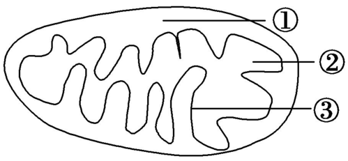 (2017·温州十校联考)下图所示为线粒体的结构示意图,其中不可能
