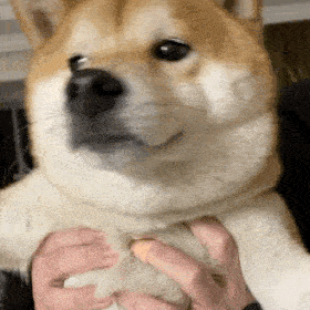 狗子表情 | 柴犬表情包(十三)