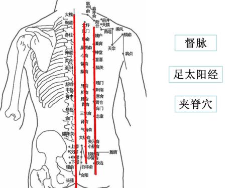 经络腧穴之背部经络
