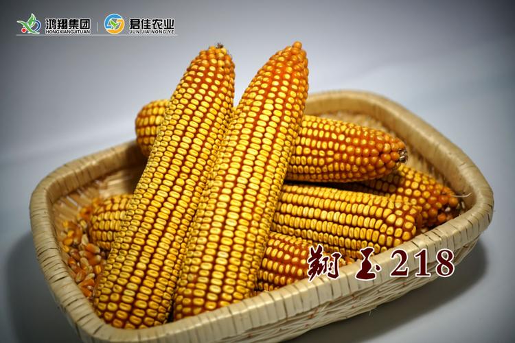 翔玉218---放心种 放心种 用心来品