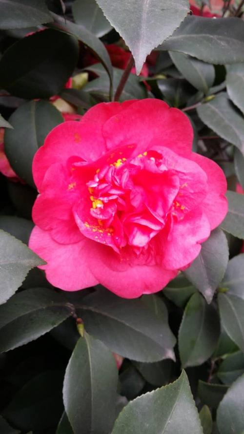 点绛唇.(茶花媚)