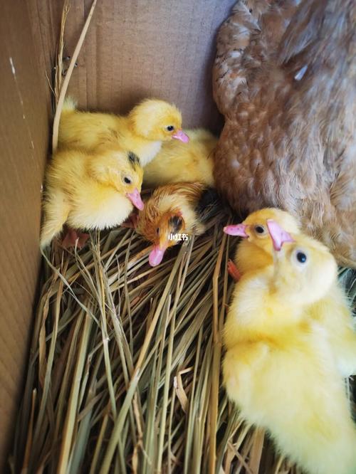 番鸭出壳记_癌症_宠物_宠物其他