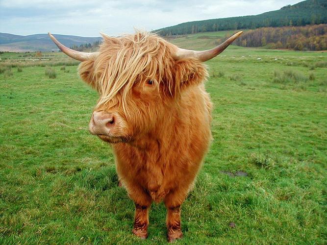 highland cattle coloring