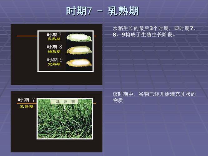 国家水稻研究中心划分的水稻生育期
