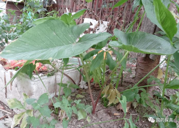 白附子与其类似的植物图鉴