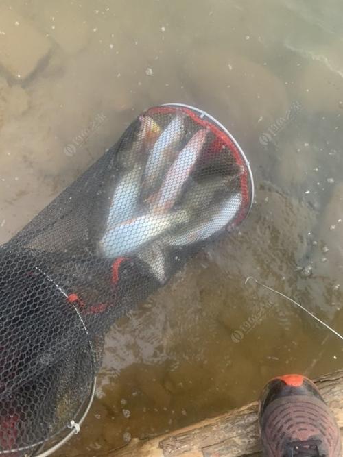 浅谈垂钓黄尾鲴～个人见解非喜勿喷