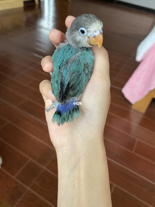 牡丹鹦鹉,八百成长过程00(八百名字)_牡丹_黟县宏村