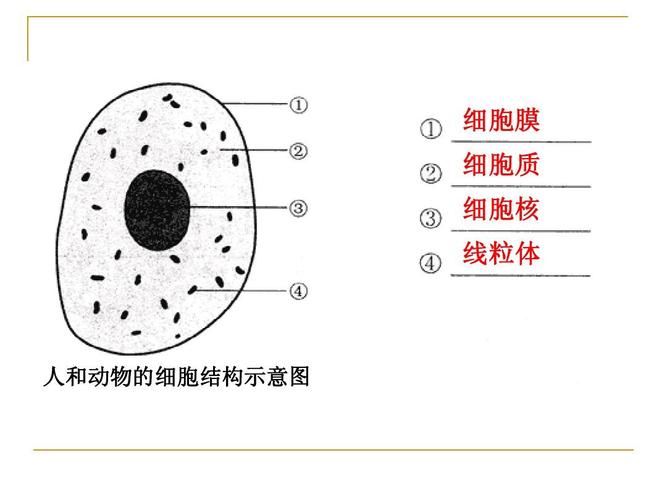 植物,动物细胞的结构与功能复习答案ppt