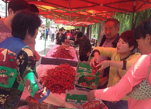 莱芜市茶业口镇樱桃节:富了农户火了旅游