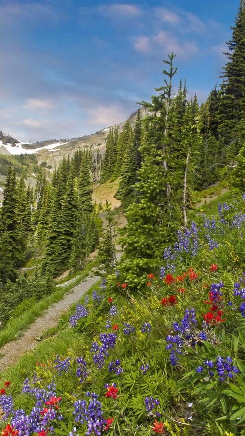 树木,小径,山脉,野花 iphone 壁纸