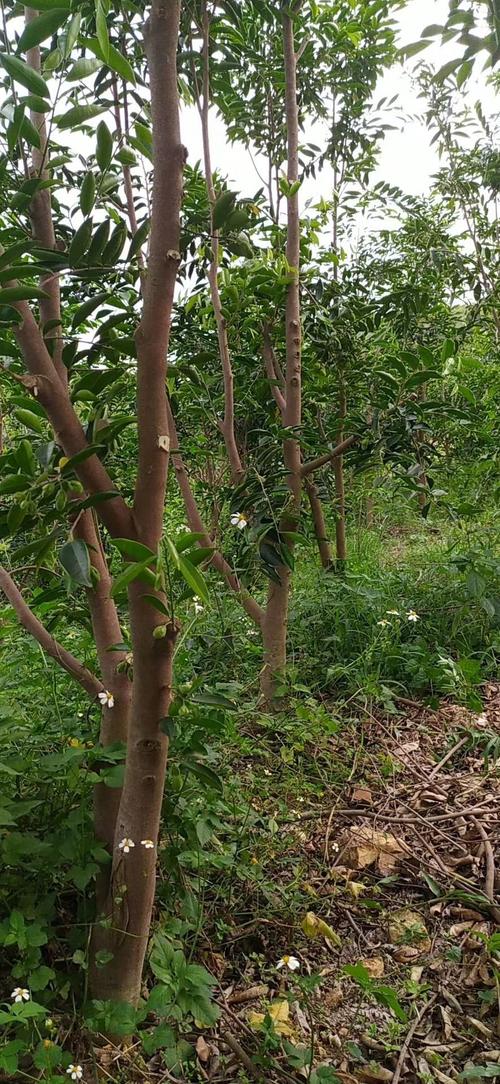 开售:奇楠沉香(汝湖金丝油,糖结)中木地苗,米径5分起