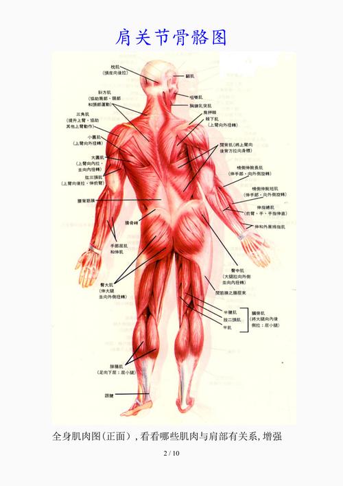 最新肩关节骨骼图(精品课件)