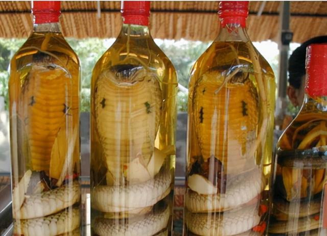 泡酒的毒蛇"复活"了?喝下的蛇酒为什么有毒?