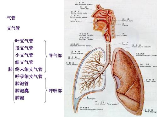 气管 支气管 叶支气管 段支气管 小支气管 细支气管 肺 终末细支气管
