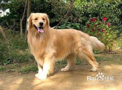 因为金毛狗狗是非常敏感的,所以为了让金毛狗狗理解和记忆,训练时