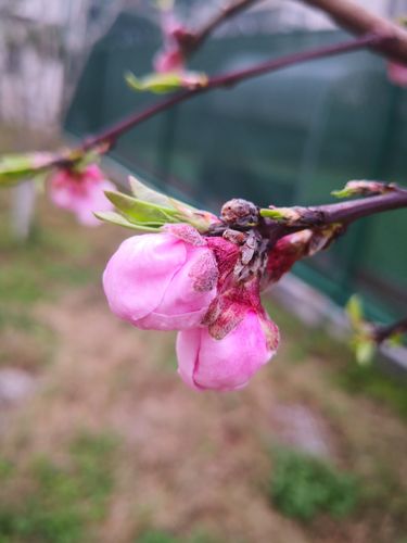 春风吹,吹得桃树枝头的蓓蕾惊醒,东一枝,西一枝,展瓣吐蕊,那些嫣然