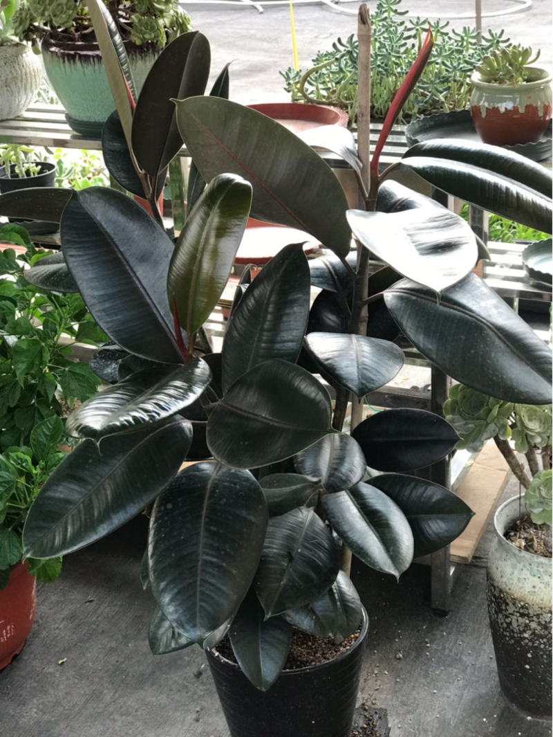 原创橡皮树突然开花,一定是有好兆头!