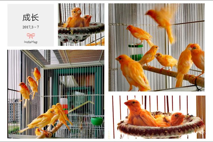 小玩物～红玉鸟