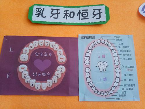 乳牙脱落长出恒牙的过程,就叫换牙.