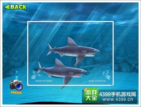 饥饿鲨进化灰鲭鲨宝宝有什么用灰鲭鲨宝宝怎么得