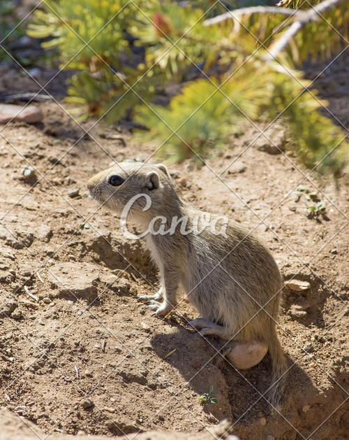户外松鼠褐色挖掘自然摄影野生动物啮齿目
