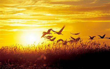 达观是一味精神的良药