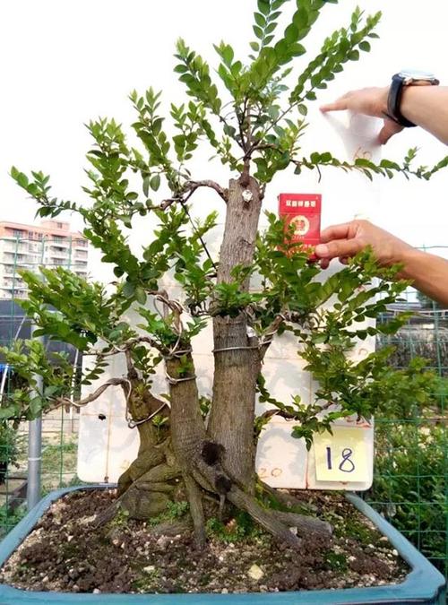 小叶紫檀树木桩盆景 - 树桩盆景_榆树盆景_黄杨盆景